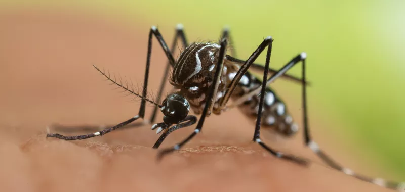 desinsectisation moustique en Seine et marne