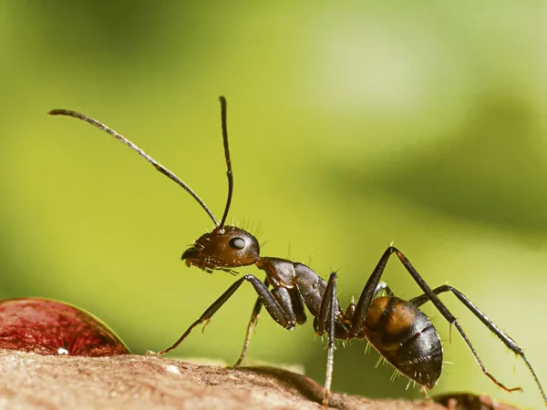 Desinctisation fourmis de melun à  meaux
