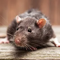 Dératisation de Rats