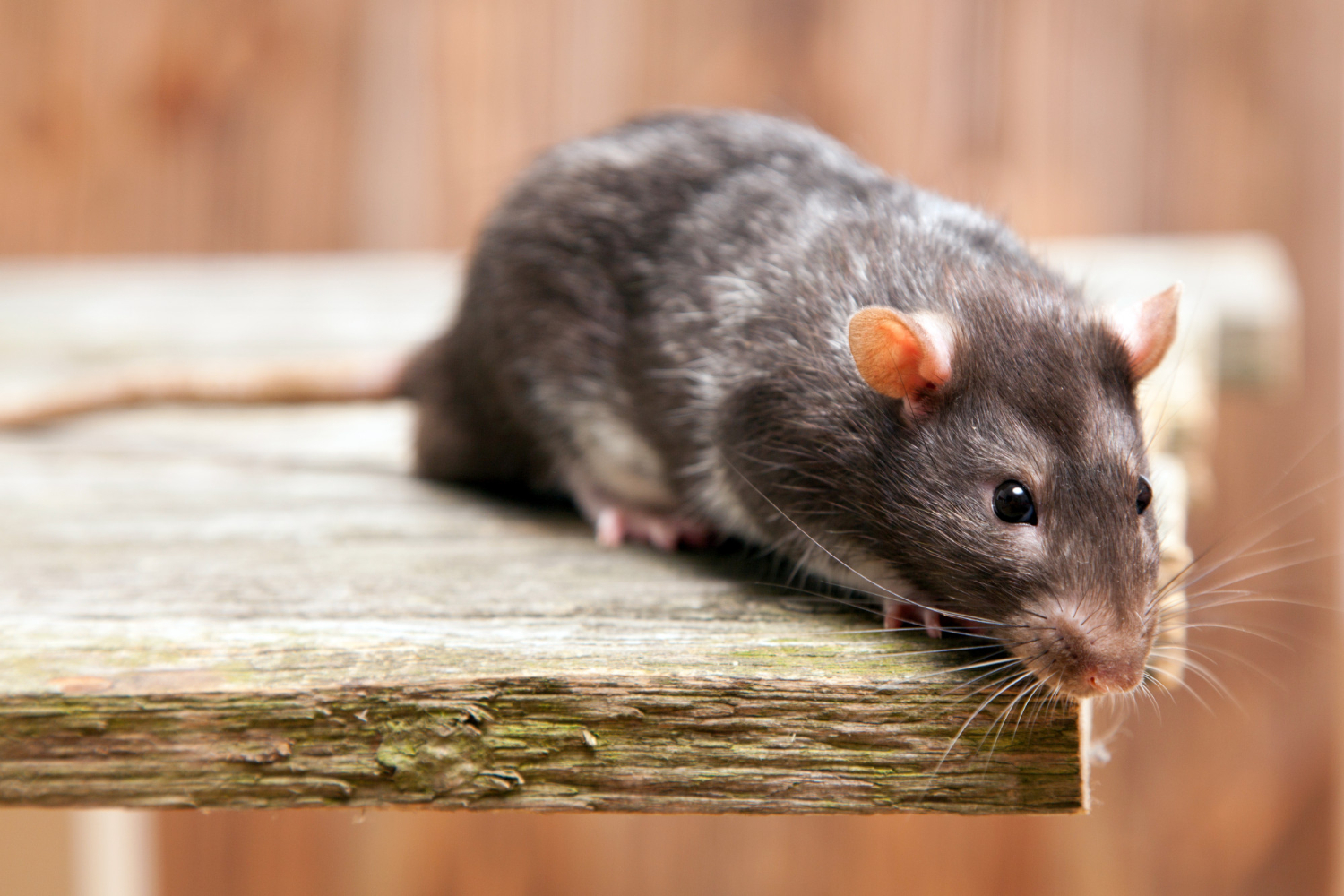 Protégez votre domicile : Tout ce que vous devez savoir sur les souris, comment les éviter et quand faire appel à un professionnel