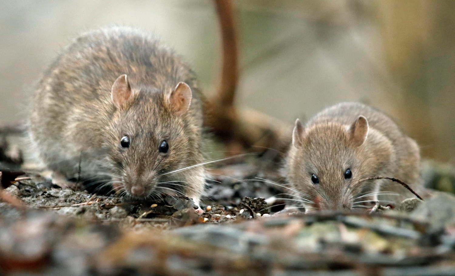 Détendez-vous sans nuisibles : Services d'extermination de rongeurs pour votre tranquillité d'esprit