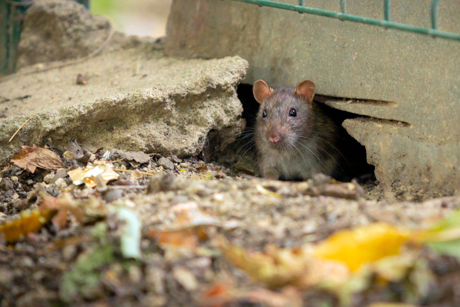Les rats et leurs maladies : Comprendre les risques pour la santé et les mesures de prévention
