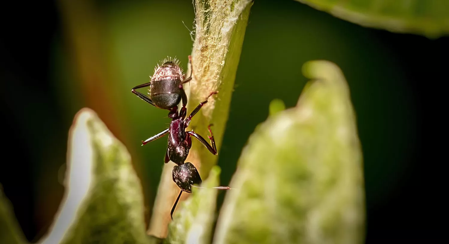 Invasion imminente : Les fourmis amazoniennes, une nouvelle espèce à surveiller de près