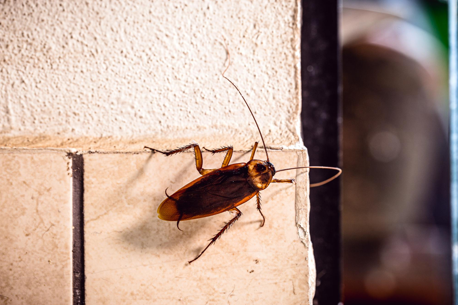L'invasion silencieuse : comment les cafards menacent nos foyers et pourquoi il est crucial de faire appel à des experts en dératisation